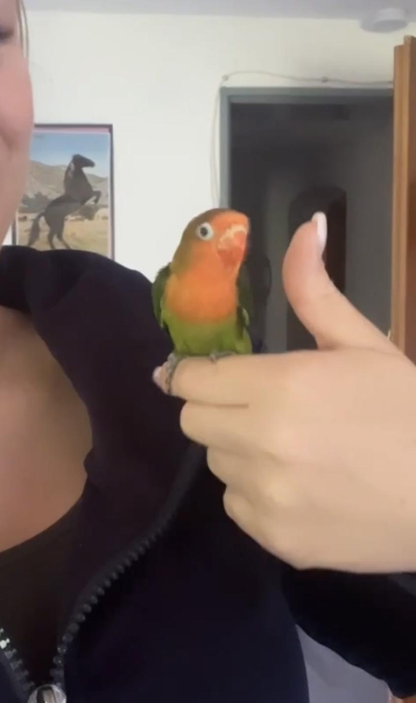 Wunderschöne Unzertrennliche umständehalber abzu