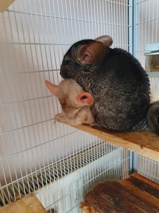 2 Chinchilla-Männchen suchen neues, artgerechtes 
