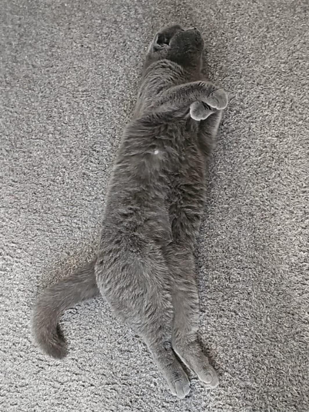 SCOTISH FOLD BKH KATZE