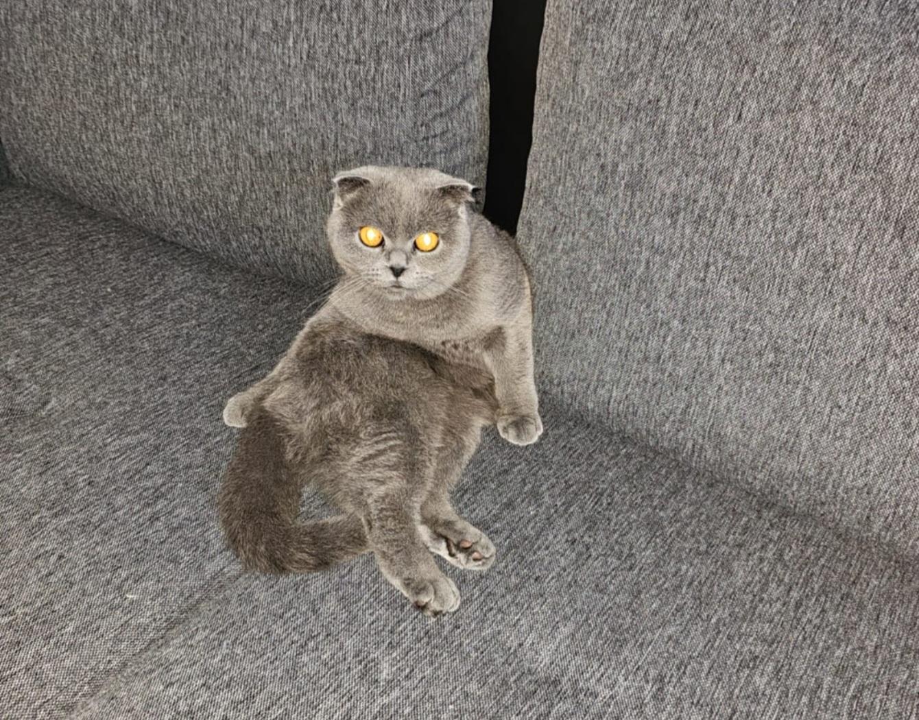 SCOTISH FOLD BKH KATZE