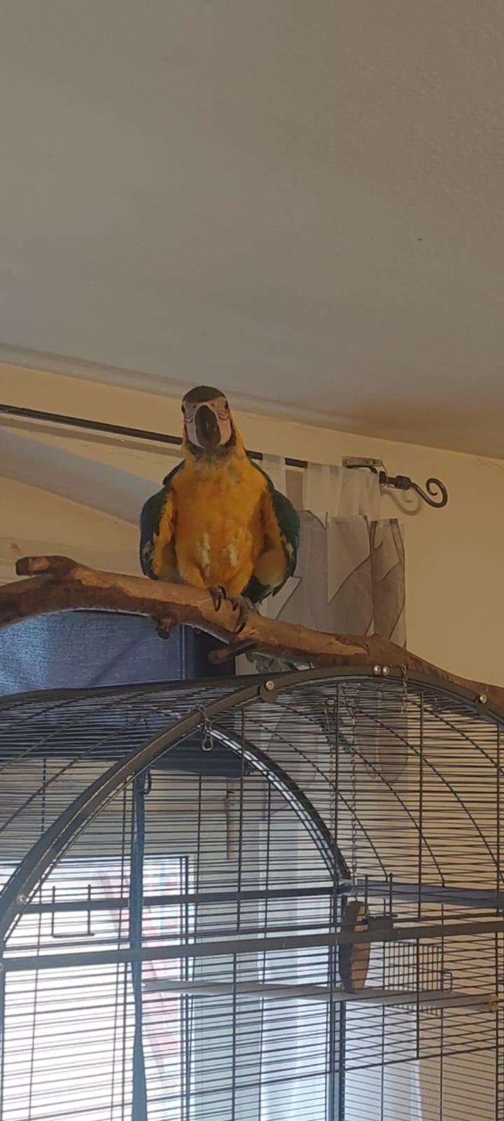 Gelbbrustara, Weibchen, Handaufzucht