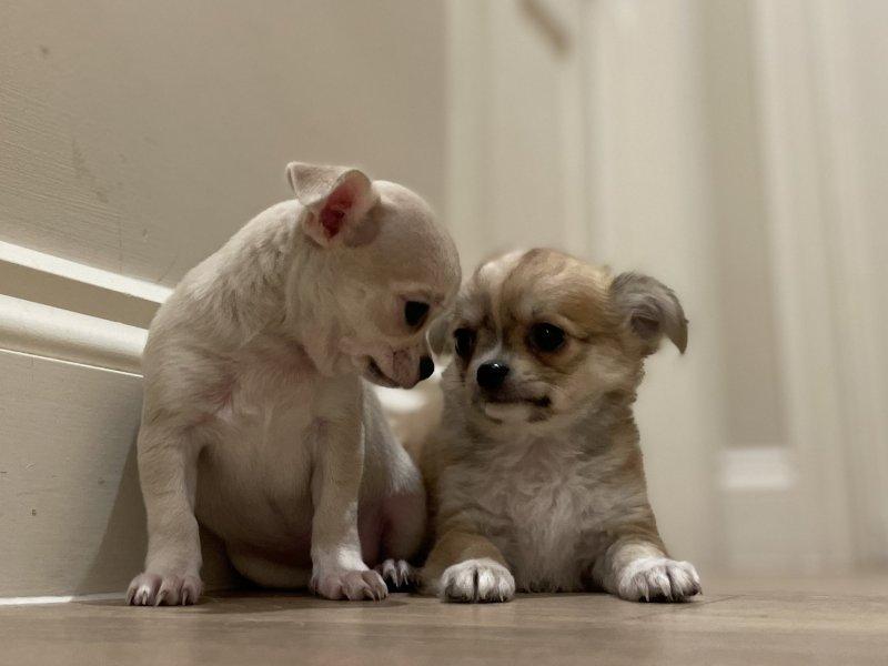 JETZT BEREIT Chihuahua Welpen