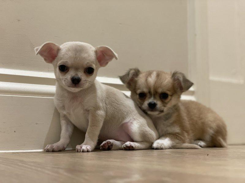 JETZT BEREIT Chihuahua Welpen