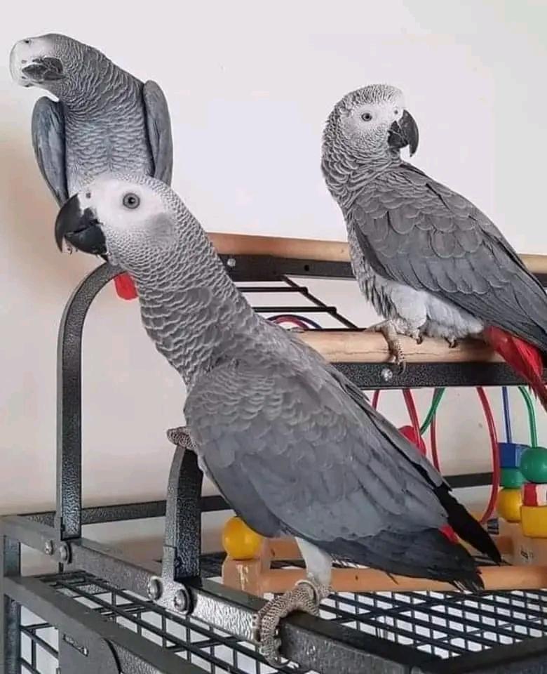 Kongo GraupapageienBabys abzugeben Handaufzucht