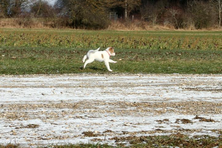 Norrbottenspitz Welpe / RÜDE sucht noch ein liebe