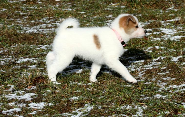 Norrbottenspitz Welpe / RÜDE sucht noch ein liebe