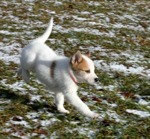 Norrbottenspitz Welpe / RÜDE sucht noch ein liebe