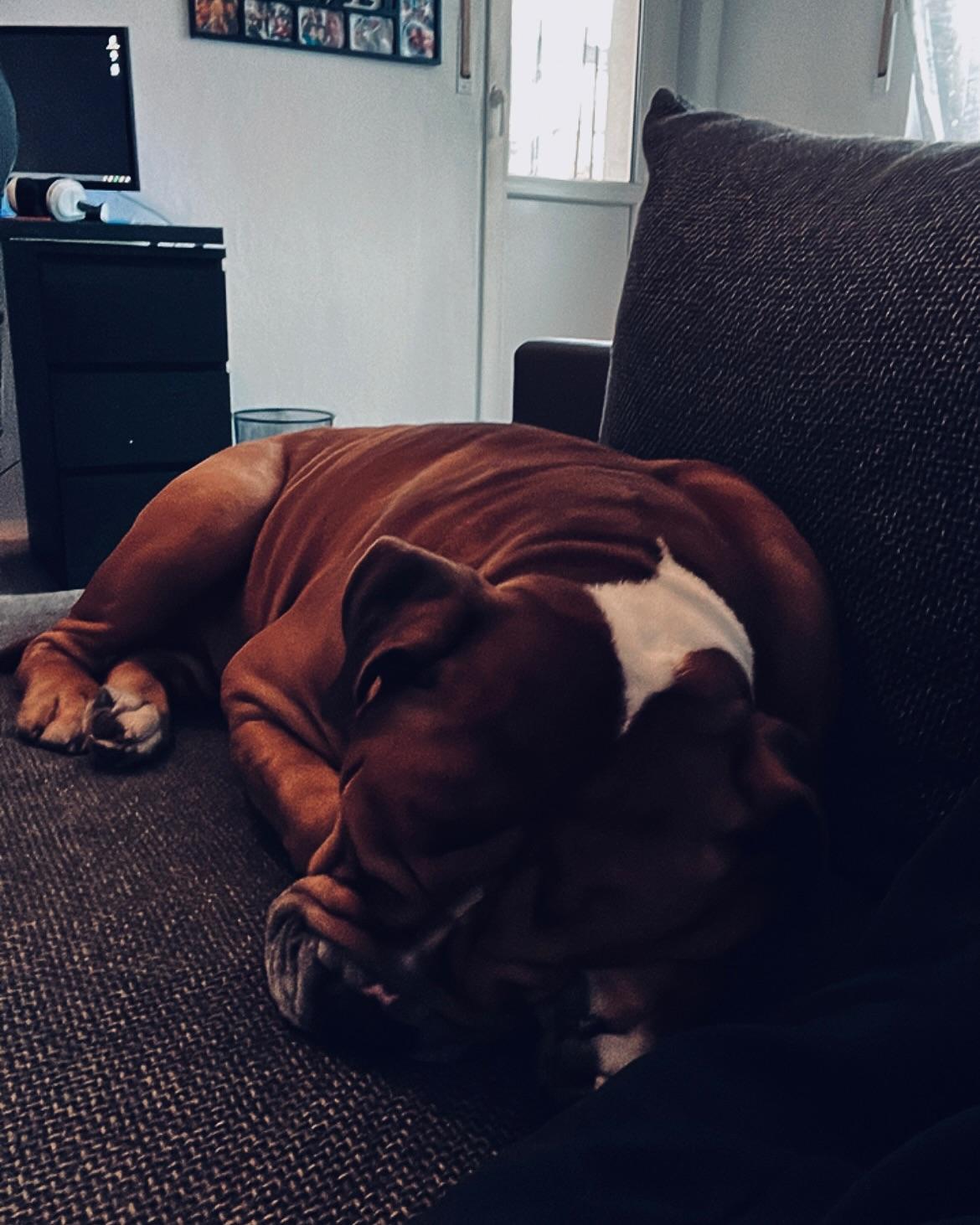 OEB - Old English Buldogge Buddy sucht seinen krä