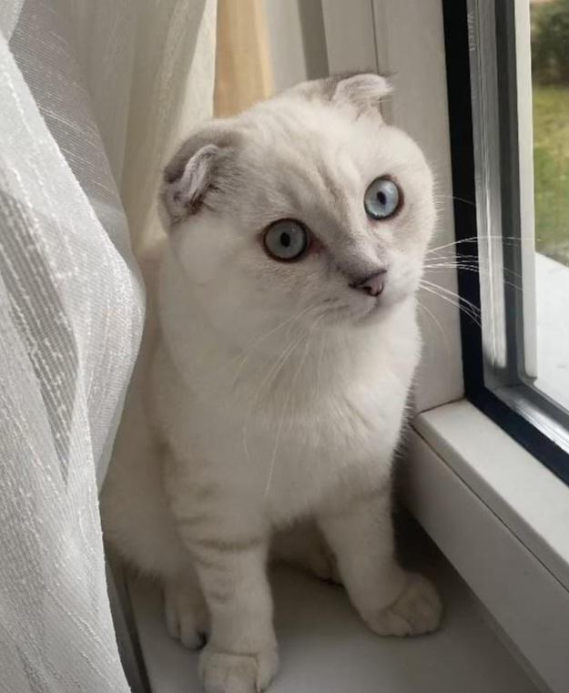 Scottish Fold kitten