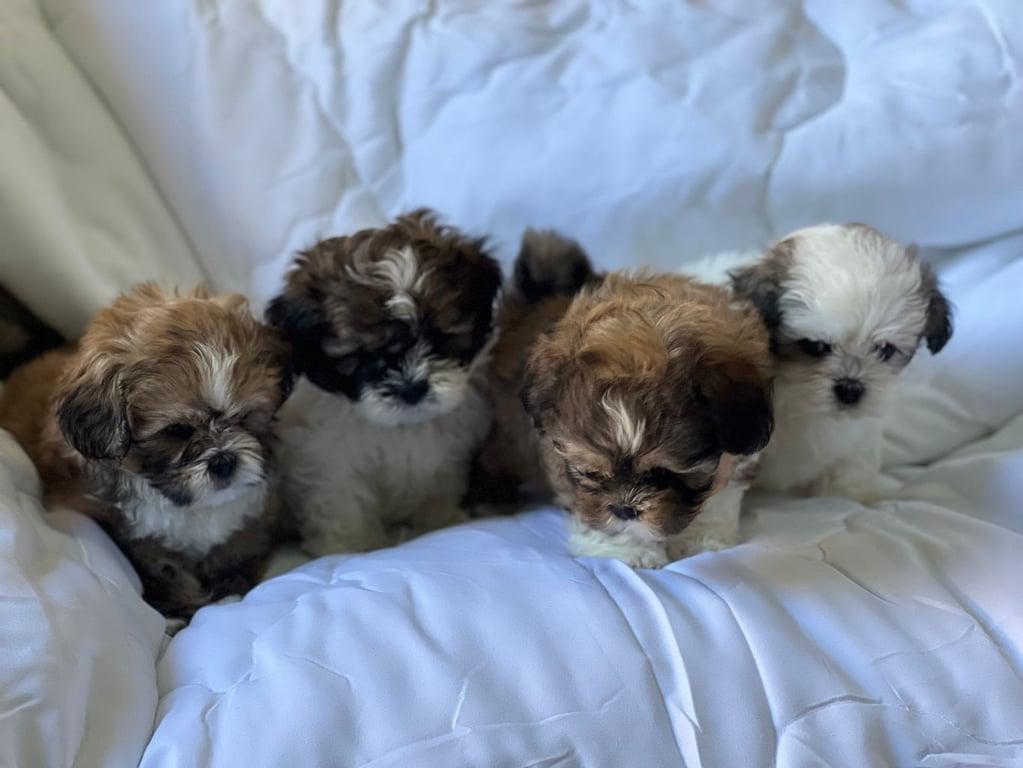 Shih Tzu-Welpen zu verkaufen