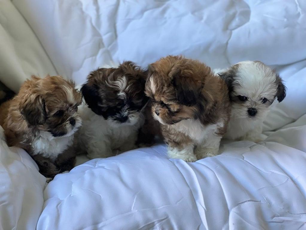 Shih Tzu-Welpen zu verkaufen