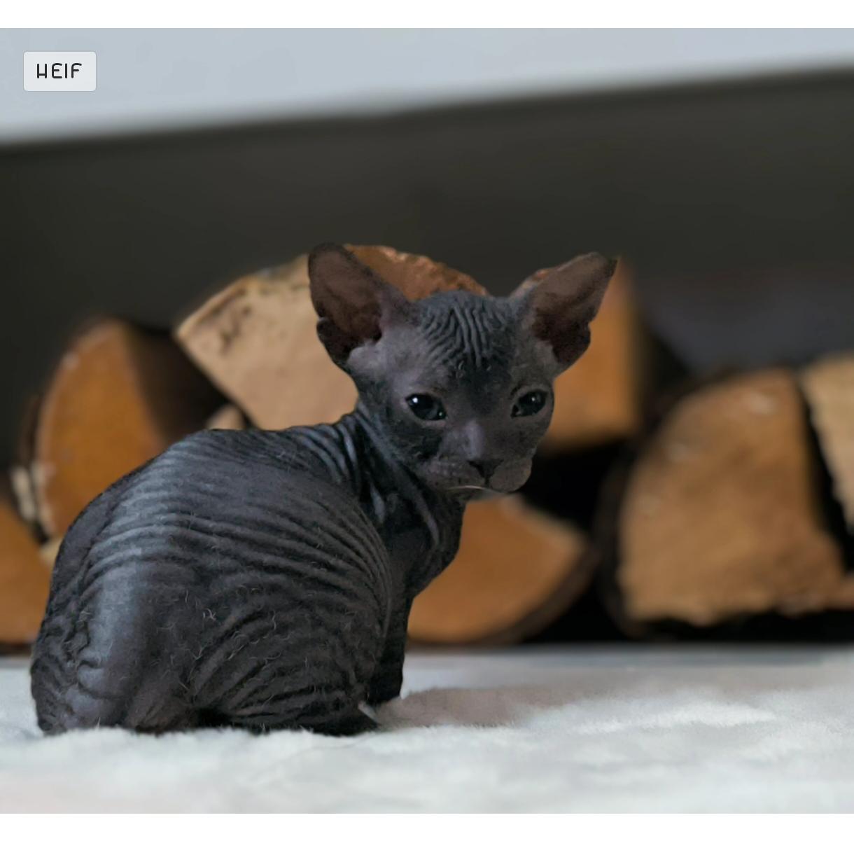 Sphynx