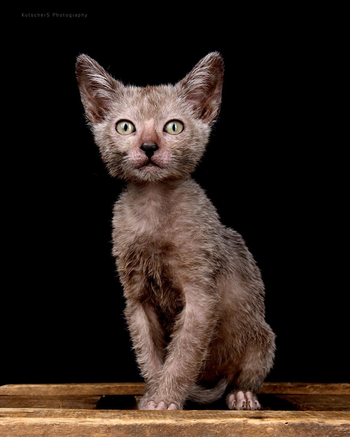 Lykoi Kater mit Papieren!
