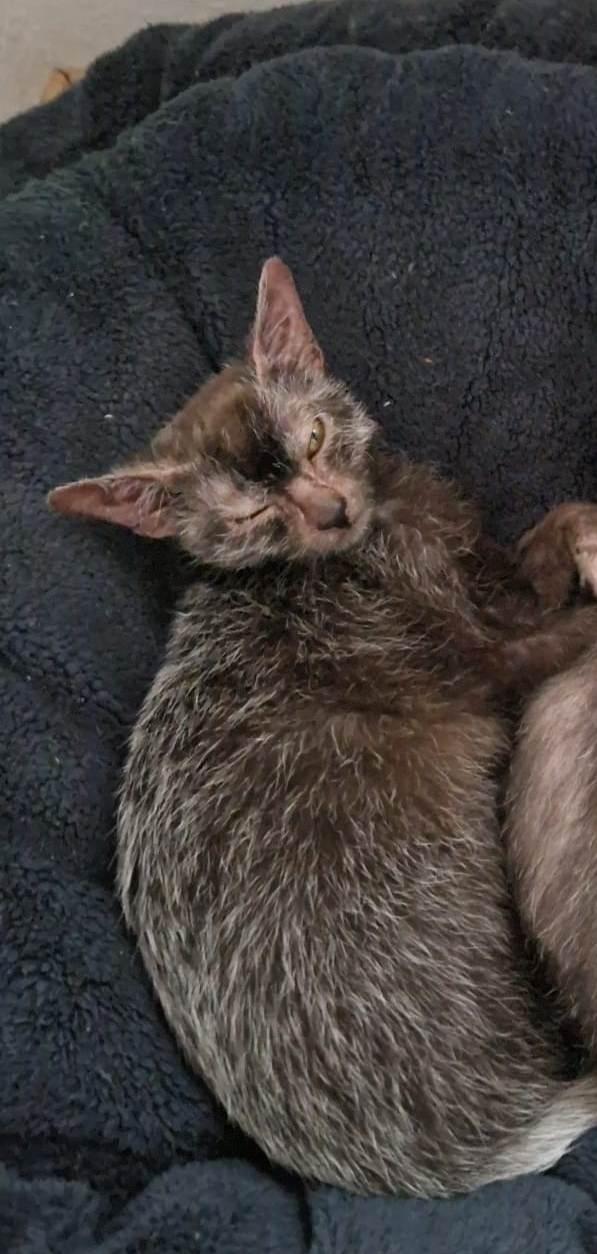 Lykoi Kater mit Papieren!