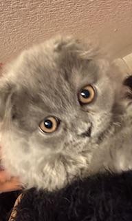 Britisch Langhaar Mix und Scottish Fold