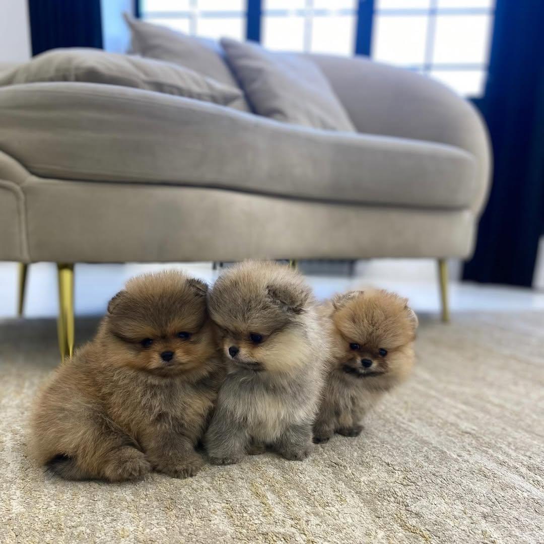 diese entzückenden Maltipoo-Welpen