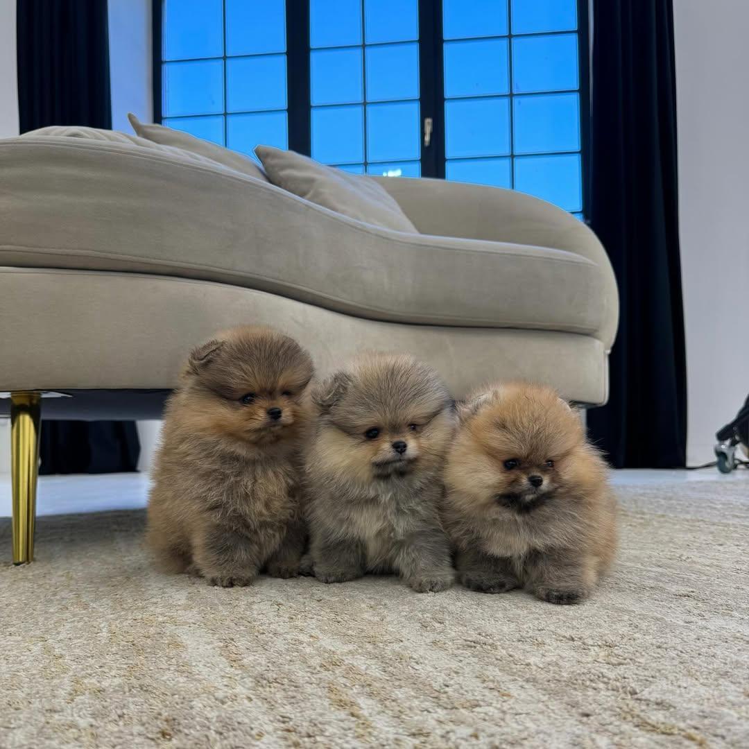 diese entzückenden Maltipoo-Welpen