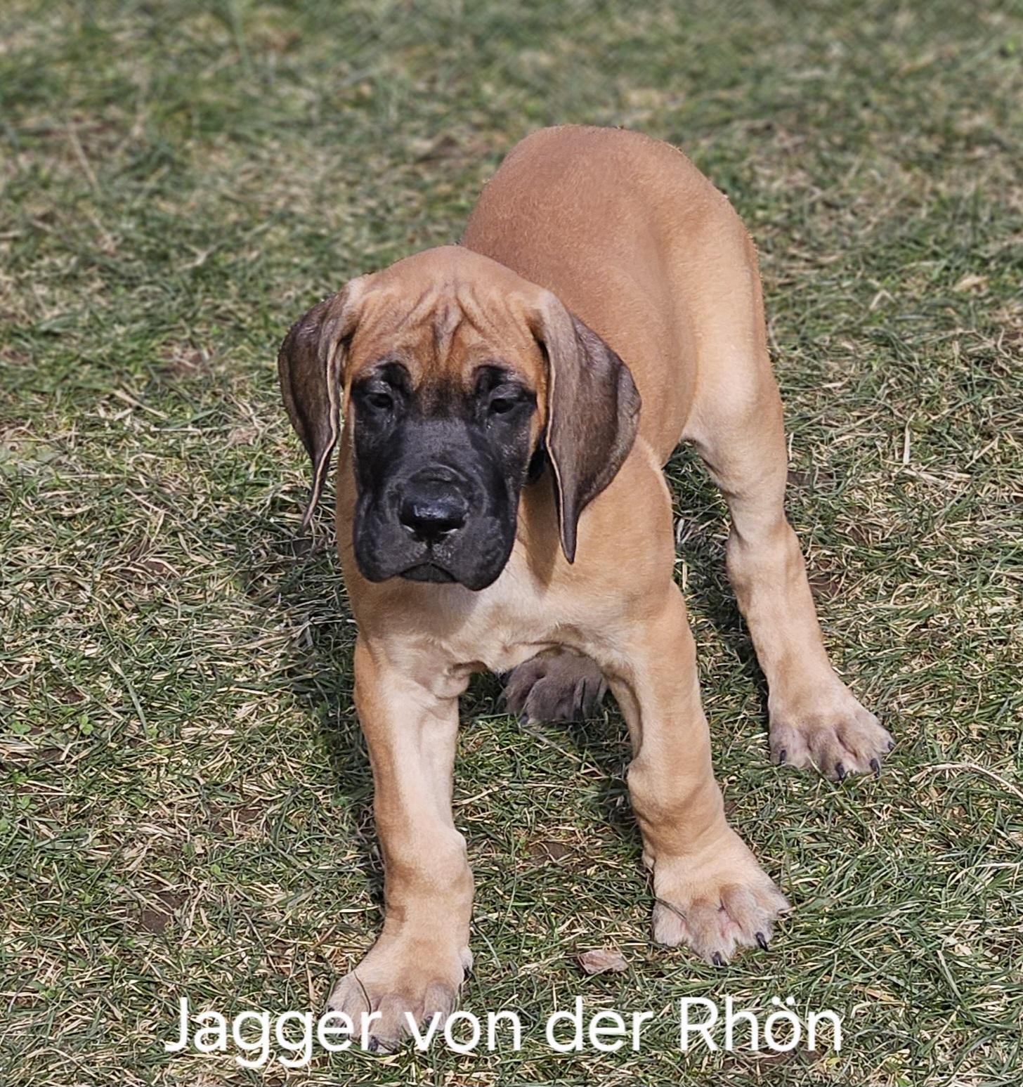 Welpen aus der Verpaarung Darisha von der Rhön un