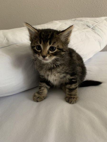 XXL reinrassige Maine coon Kitten , Eltern mit Sta
