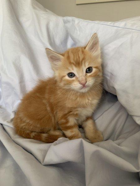XXL reinrassige Maine coon Kitten , Eltern mit Sta