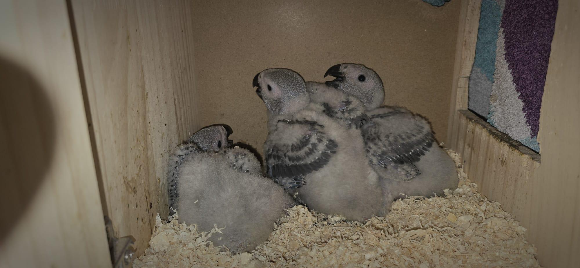 2 männliche (0,1) Graupapageien-Jungvögel mit He