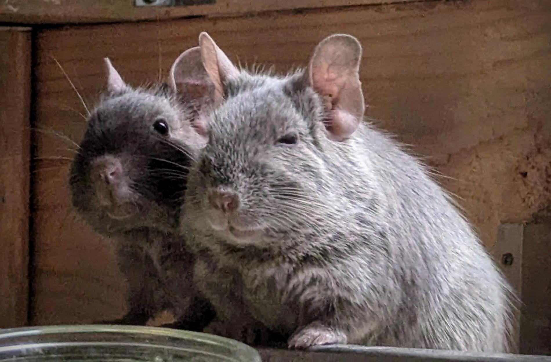 3 Degus (w), Sonderfarben, suchen neues Zuhause ??