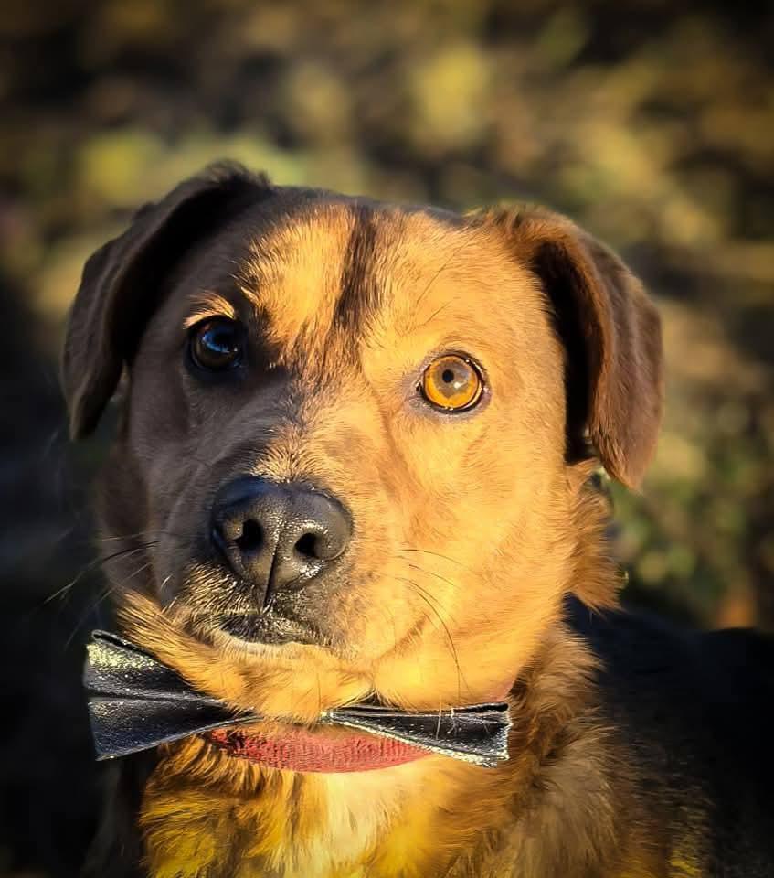 🐾Luka sucht ein Zuhause !🐾