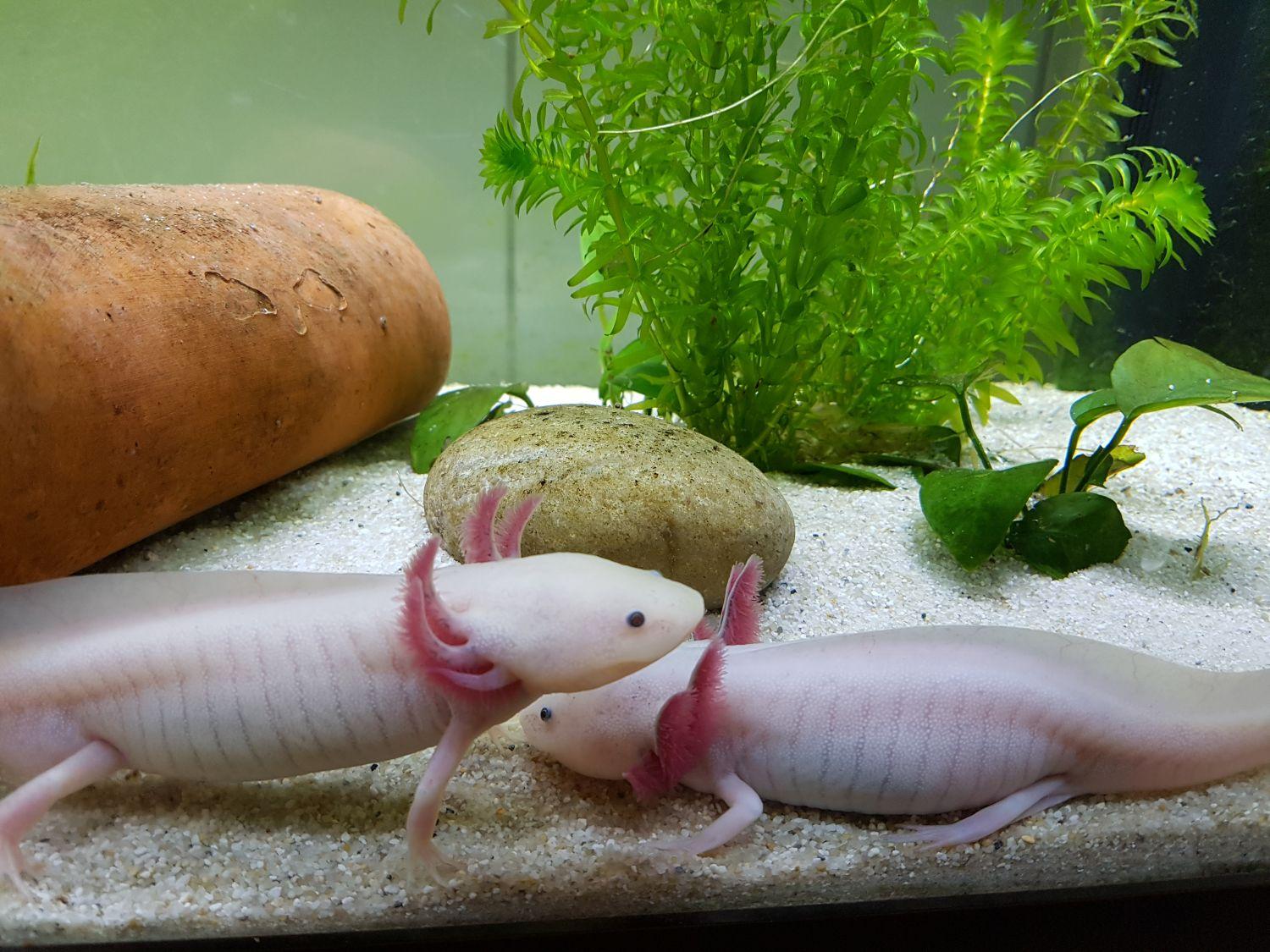 Axolotl Weißlinge abzugeben