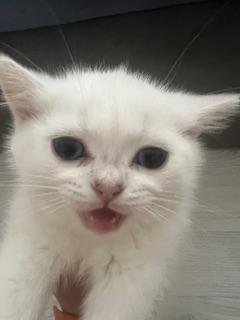 Bkh kitten mit Stammbaum