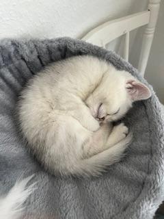 Bkh kitten mit Stammbaum