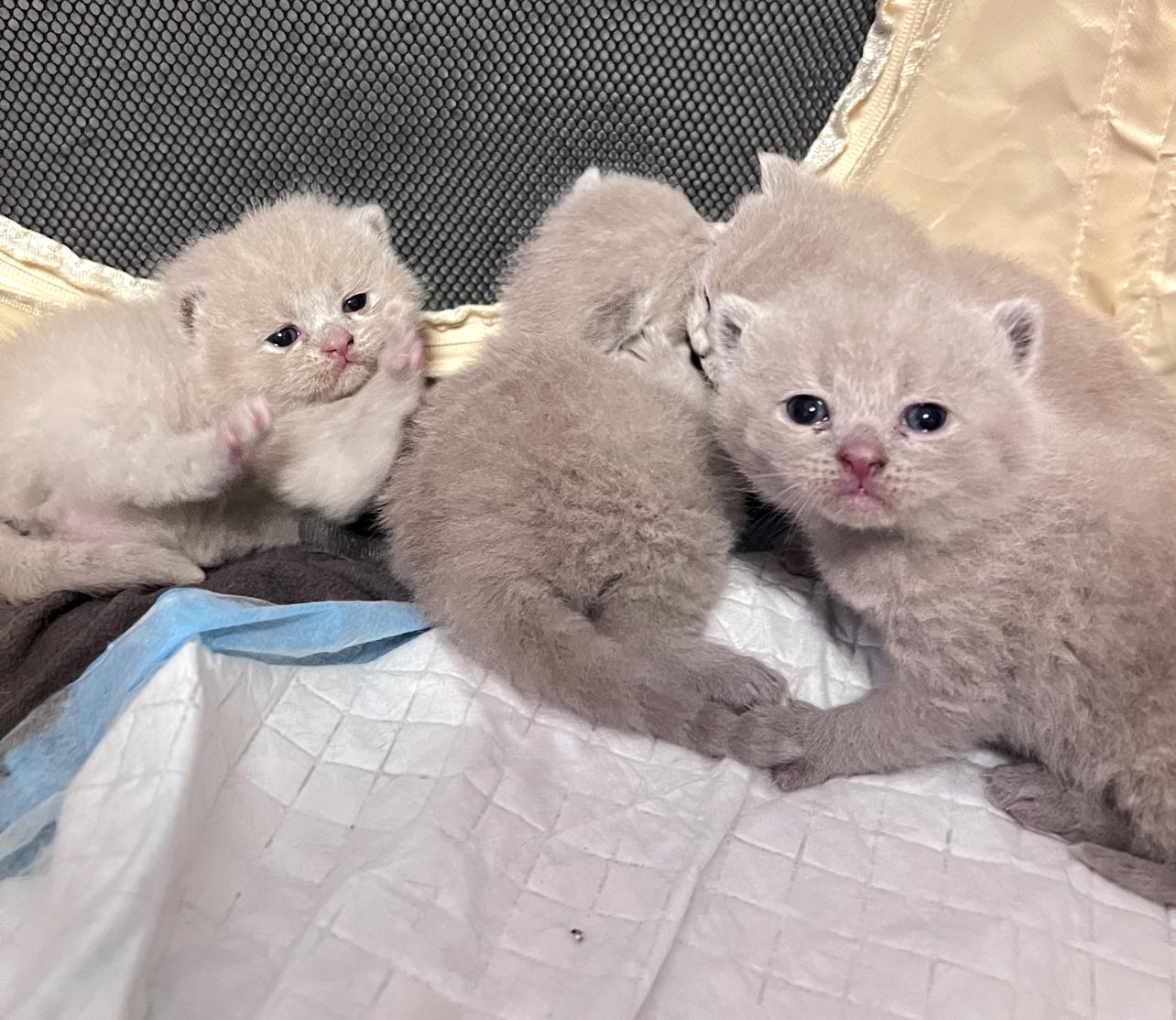 BKH Lilac Kitten reinrassig