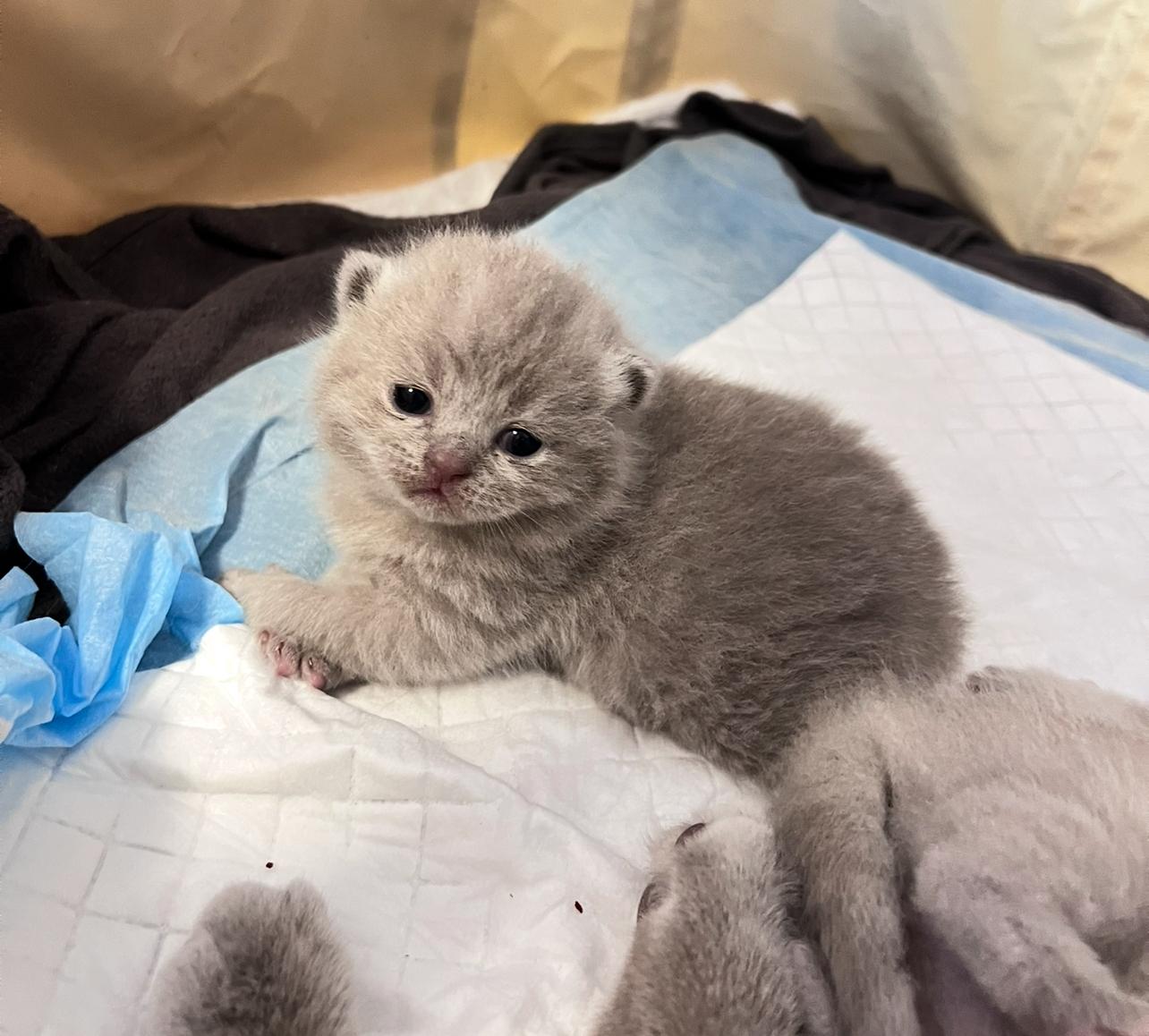 BKH Lilac Kitten reinrassig