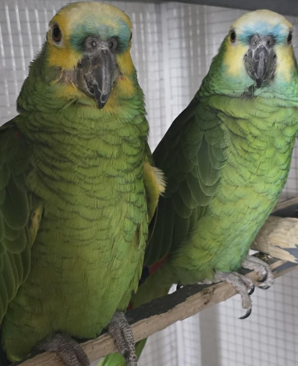 Blaustirnamazone, Lotta und Poko