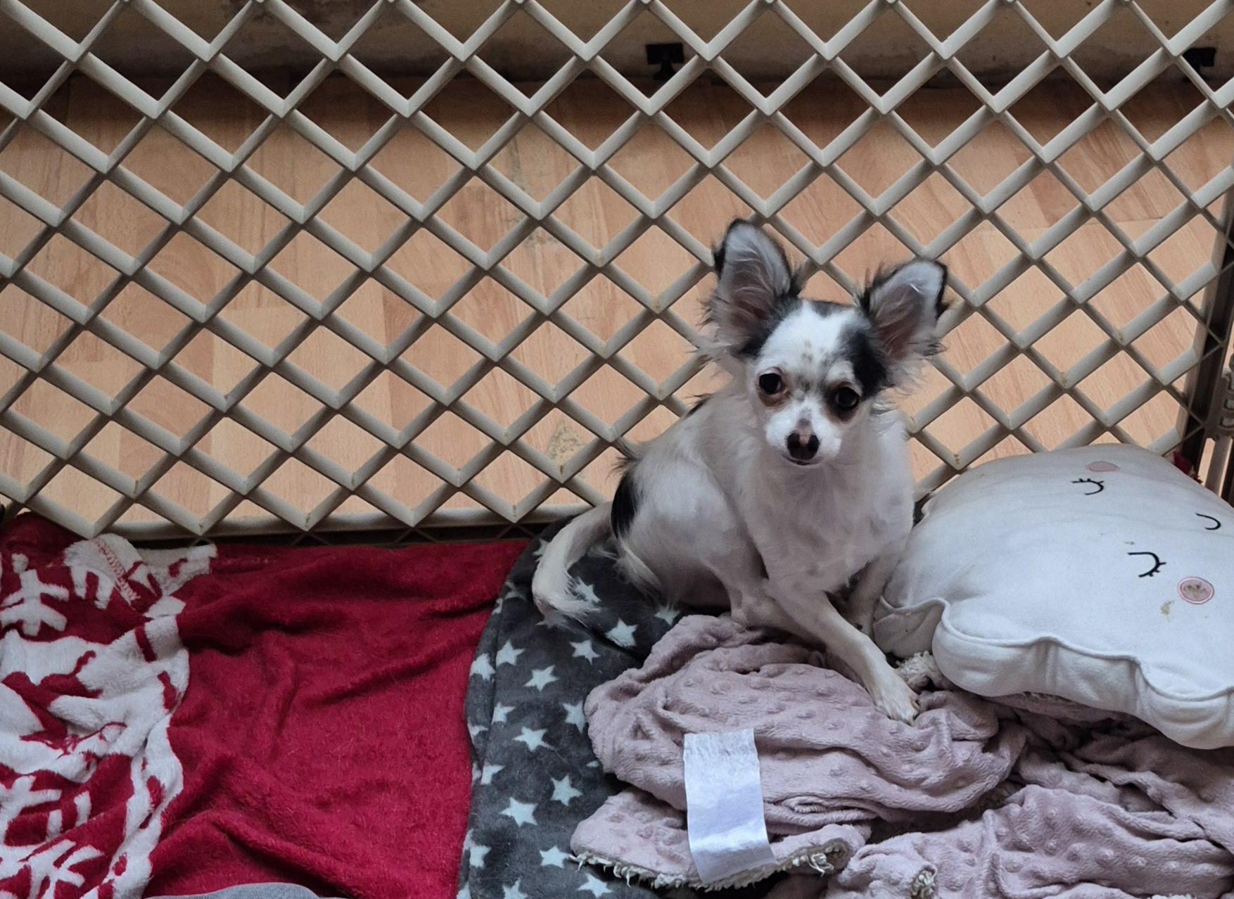 Chihuahua Rüden suchen Couch