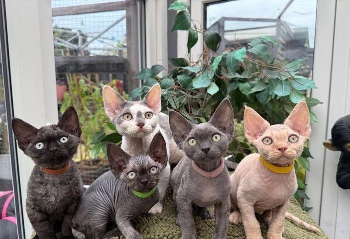 Devon Rex Kätzchen