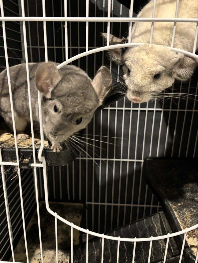 Chinchilla
