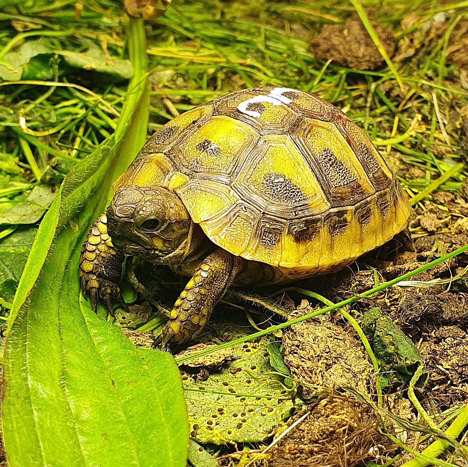 Griechische Landschildkröte aus Zucht zu verkaufe