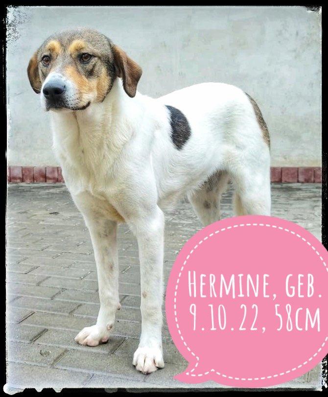 Hermine, möchte endlich Vertrauen fassen