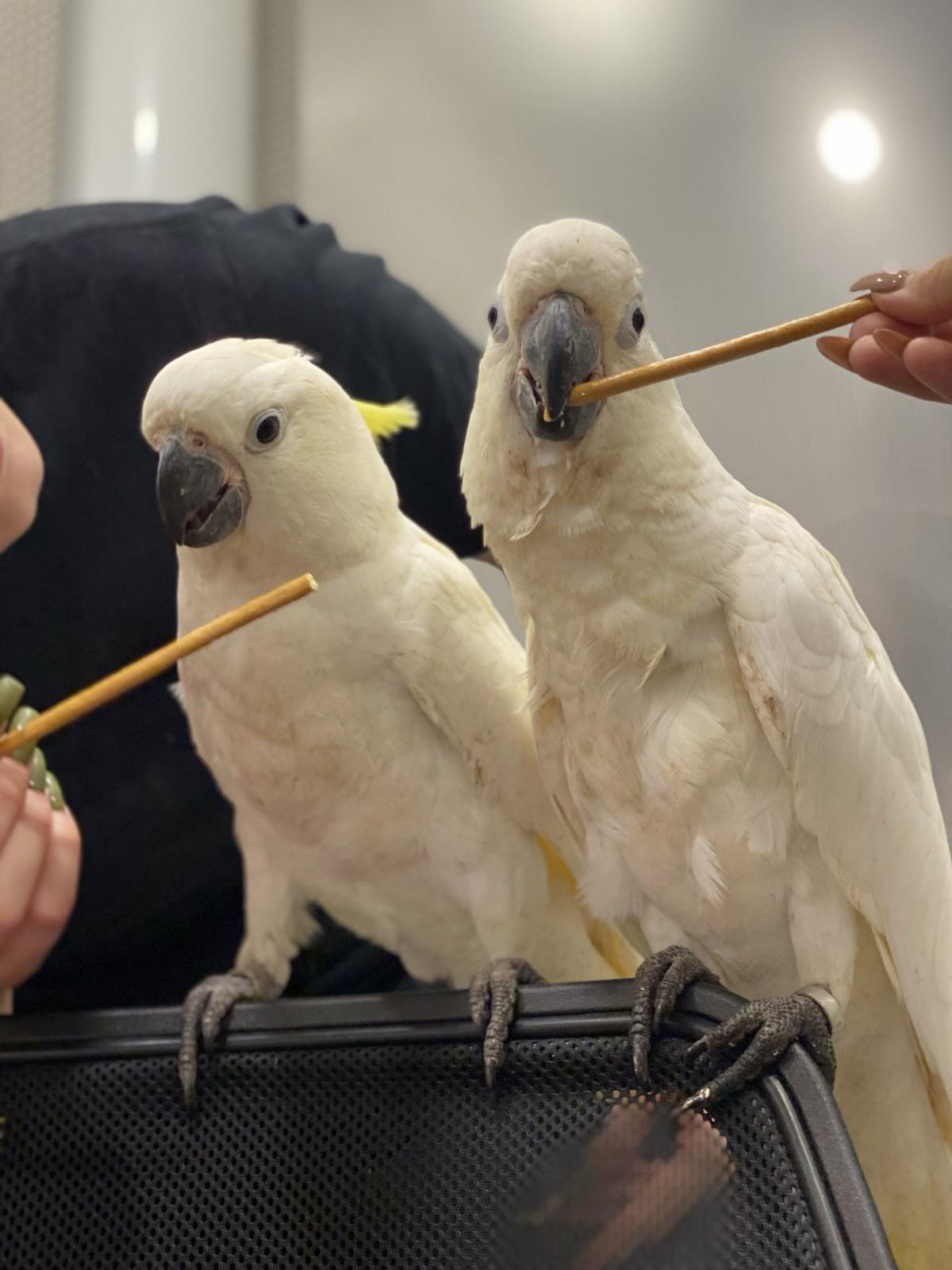 Papageien und ihre fruchtbaren Eier frisch zum