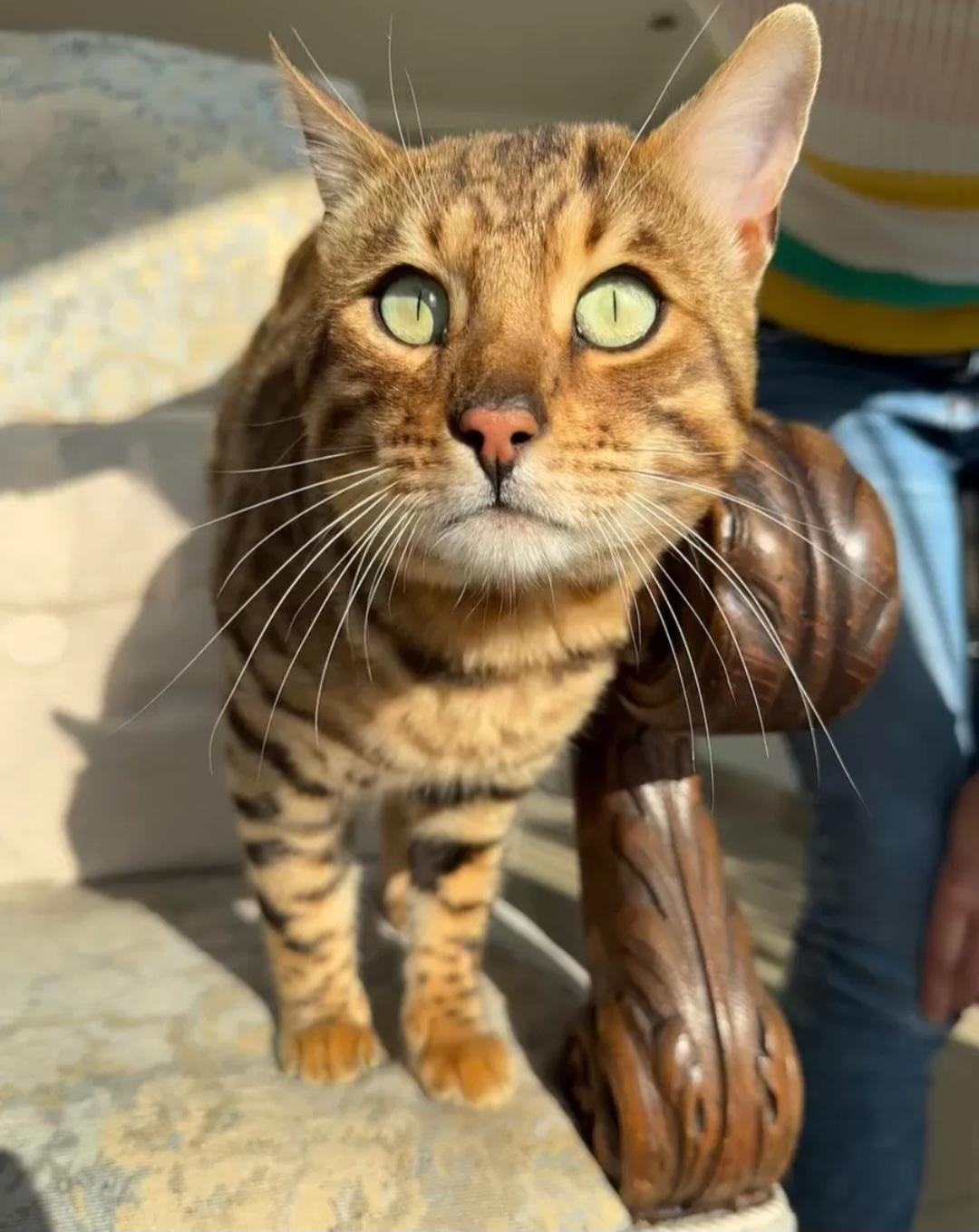 Premium Bengal Kater, super verschmust