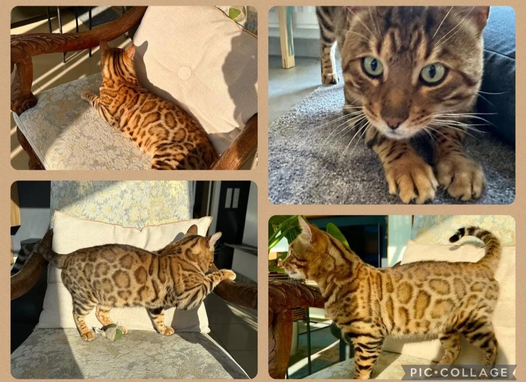 Premium Bengal Kater, super verschmust