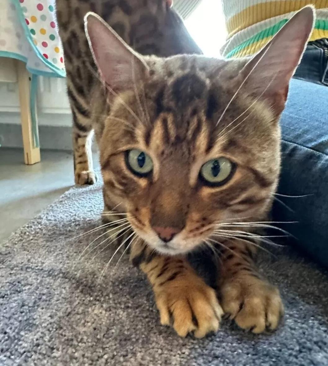 Premium Bengal Kater, super verschmust