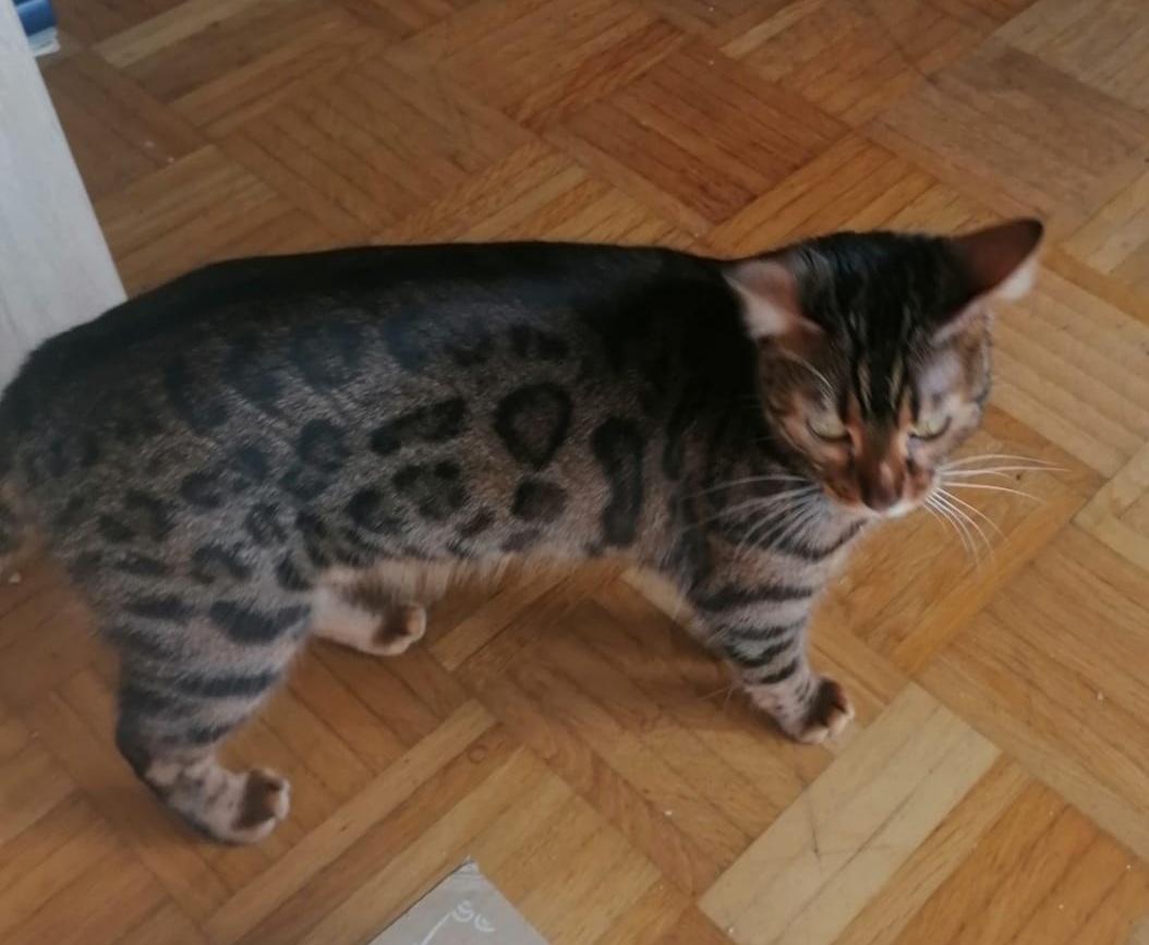 Reinrassige Bengalen ohne Papiere