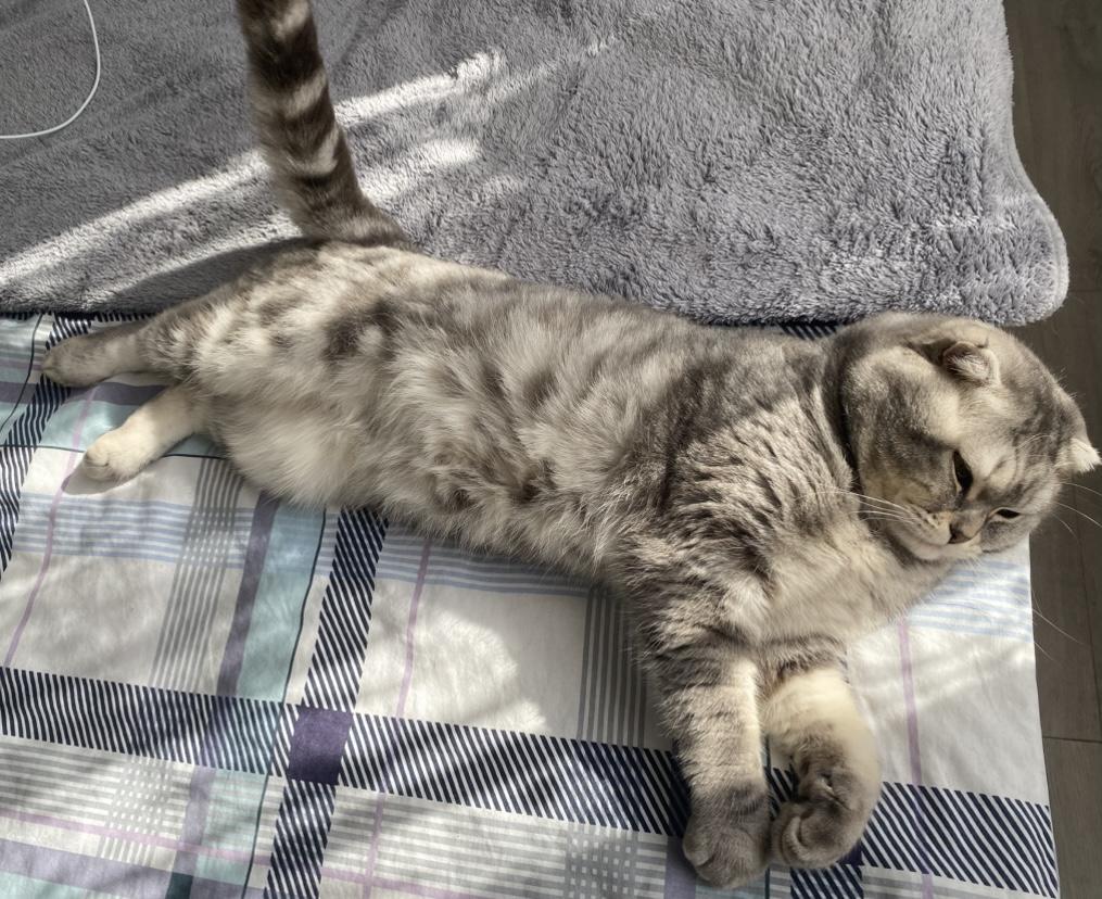 Schottisch Fold Kater Balu sucht ein liebevolles Z