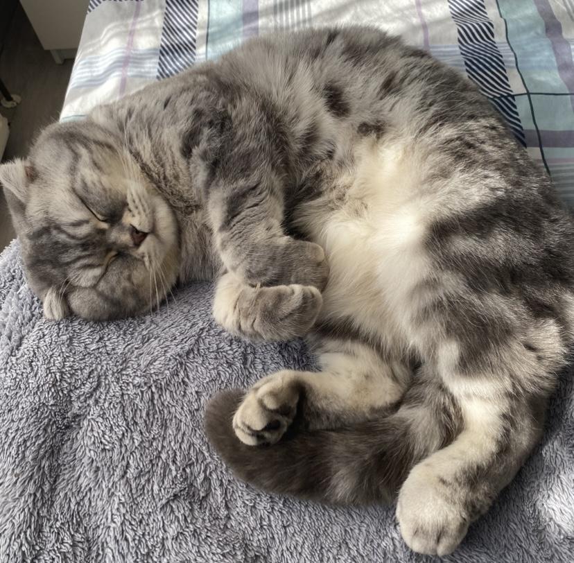 Schottisch Fold Kater Balu sucht ein liebevolles Z