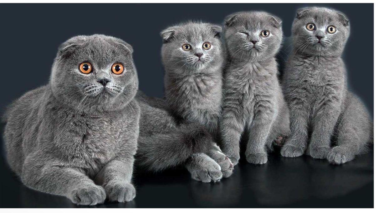 Scottish Fold Kitten suchen ein neues liebevolles 