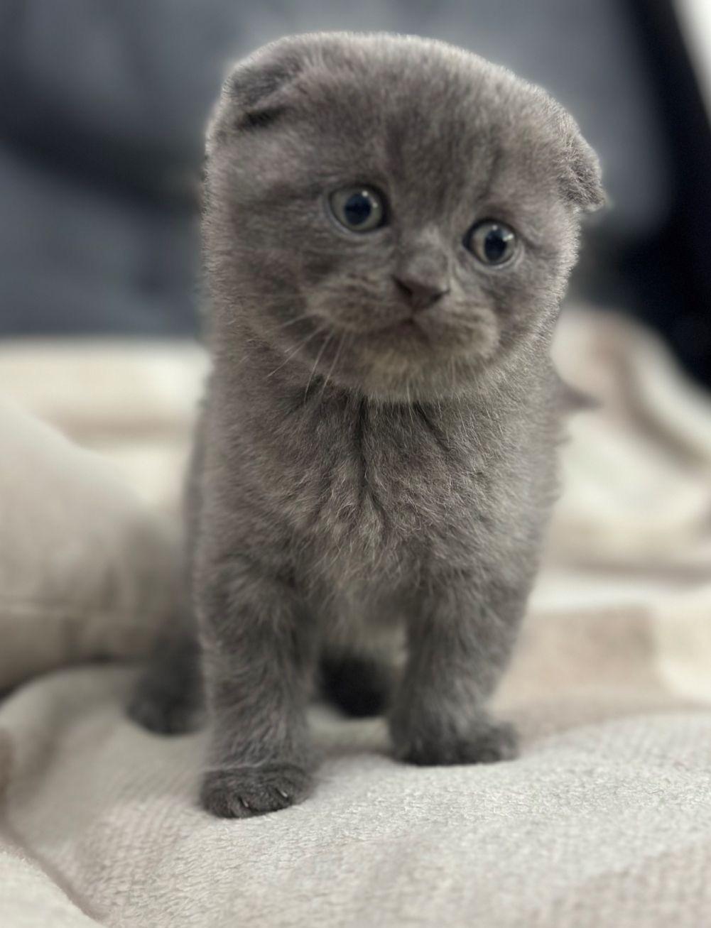 Scottish Fold Kitten suchen ein neues liebevolles 