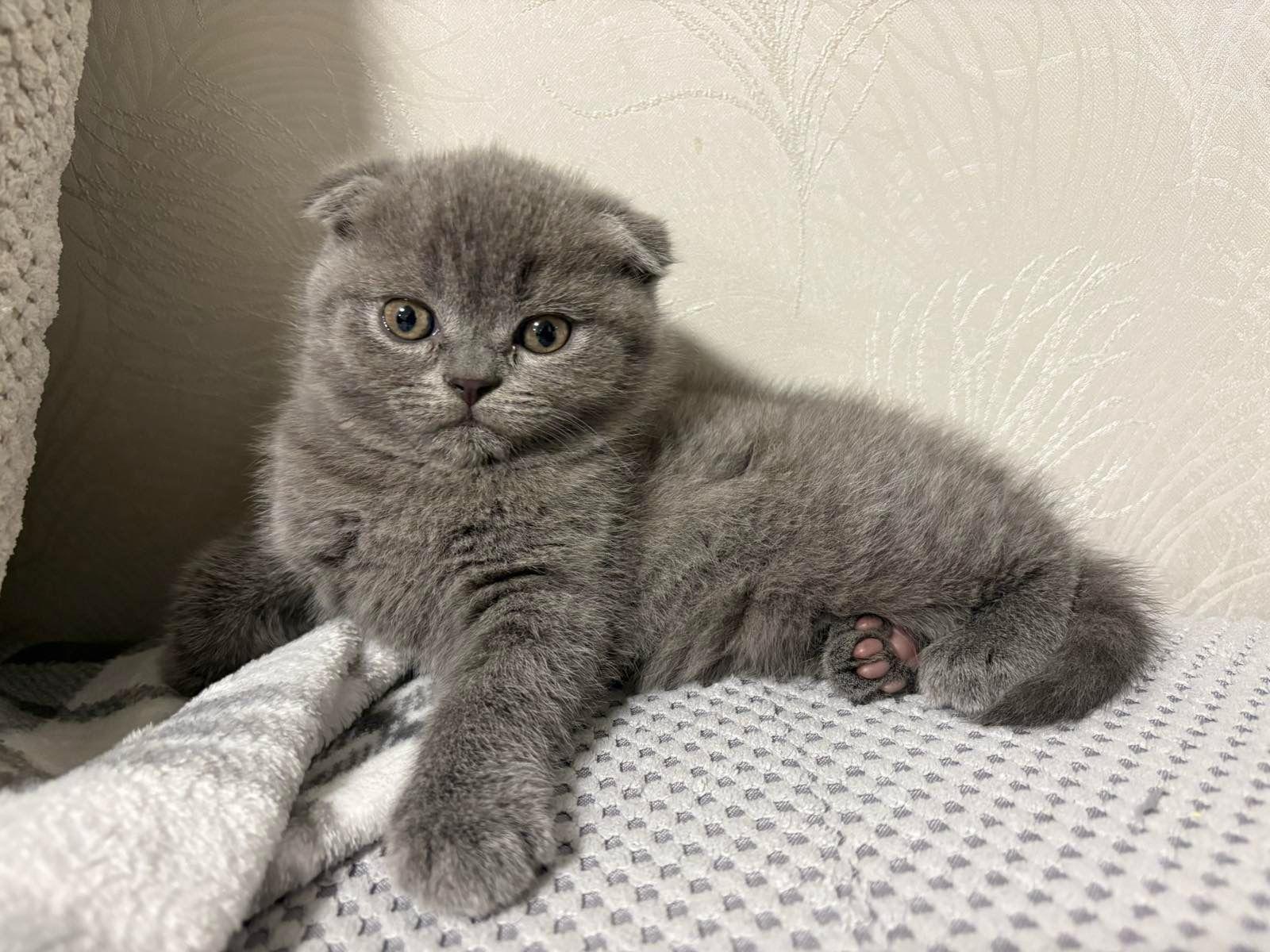 Scottish Fold Kitten suchen ein neues liebevolles 