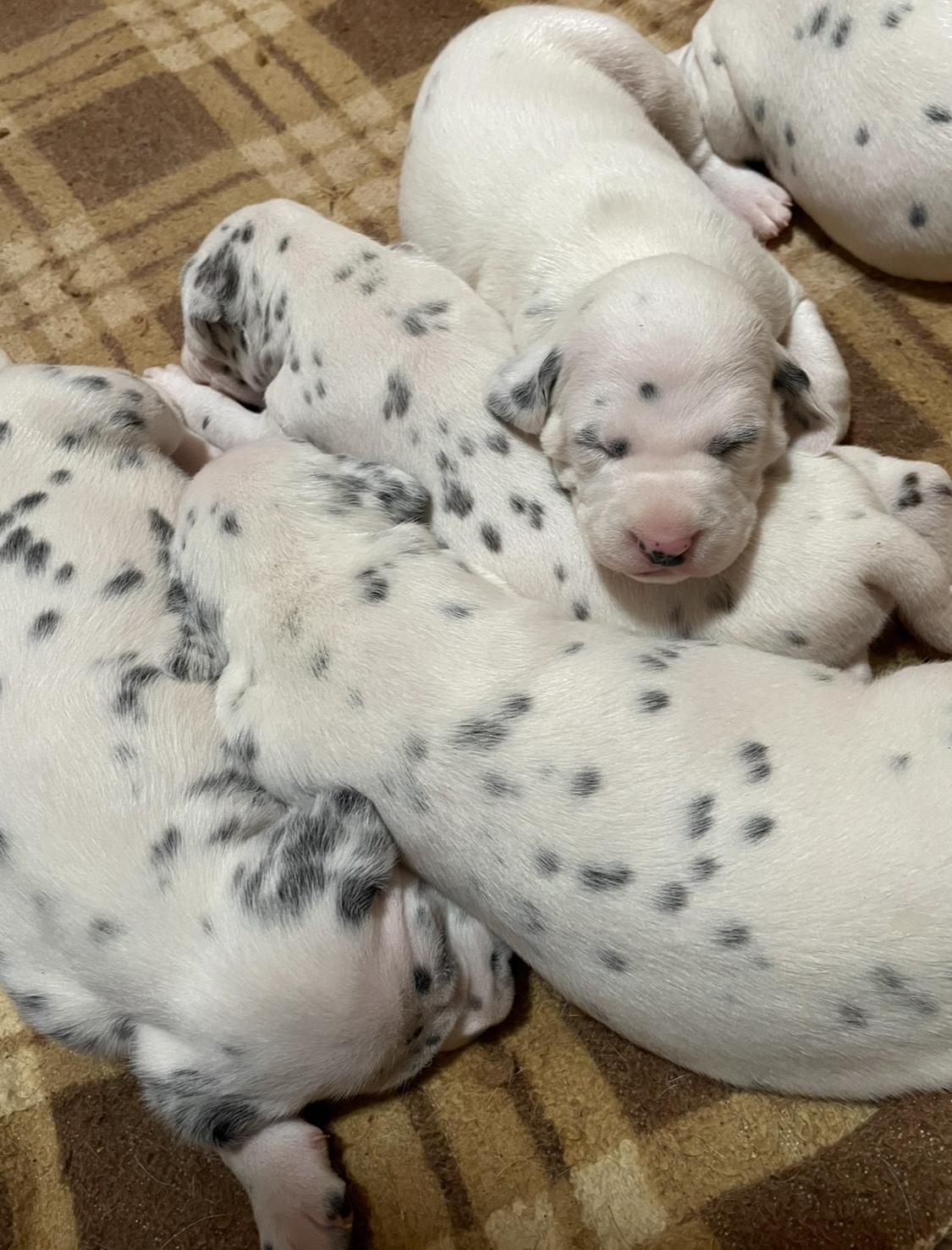 Dalmatiner Welpen