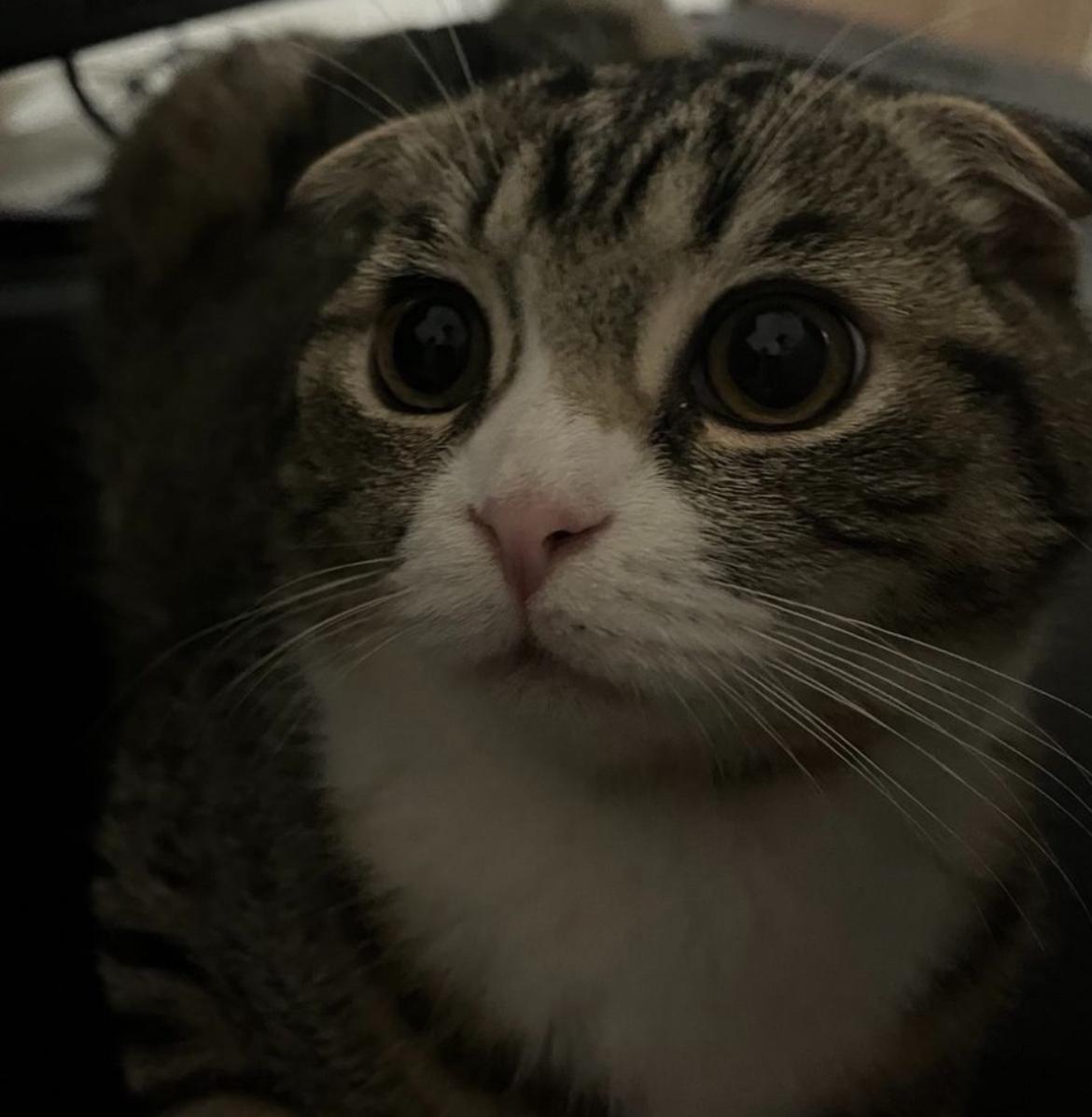 Scottish Fold Kater 1 Jahr alt